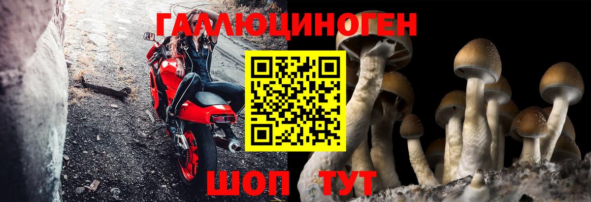 Псилоцибиновые грибы GOLDEN TEACHER  Вход с VPN  наркотики  Моздок 